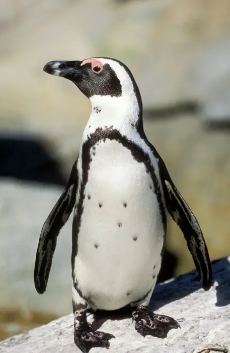 Framed Print : Jackass Penguin Print (Spheniscus demersus) Framed Print : Jackass Penguin Print (Spheniscus demersus)