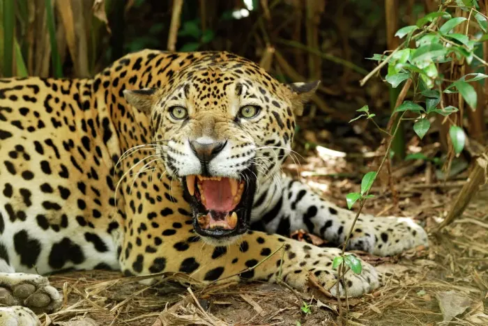 Framed Print : Jaguar Belize Print