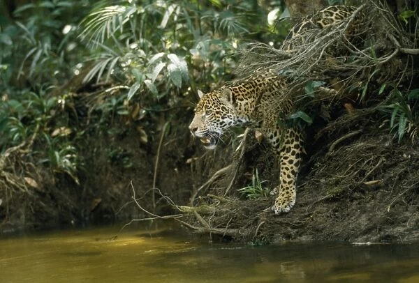 Jaguar - female, at edge of creek looking across water. In the wild. Amazonas, Brazil
