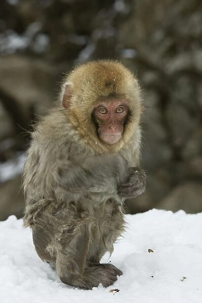 Japanese Macaque Monkey - young, wet. Hokkaido, Japan