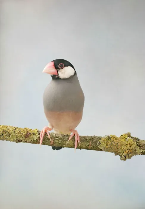 Framed Print : Java Sparrow Print - Front View Framed Print : Java Sparrow Print - Front View