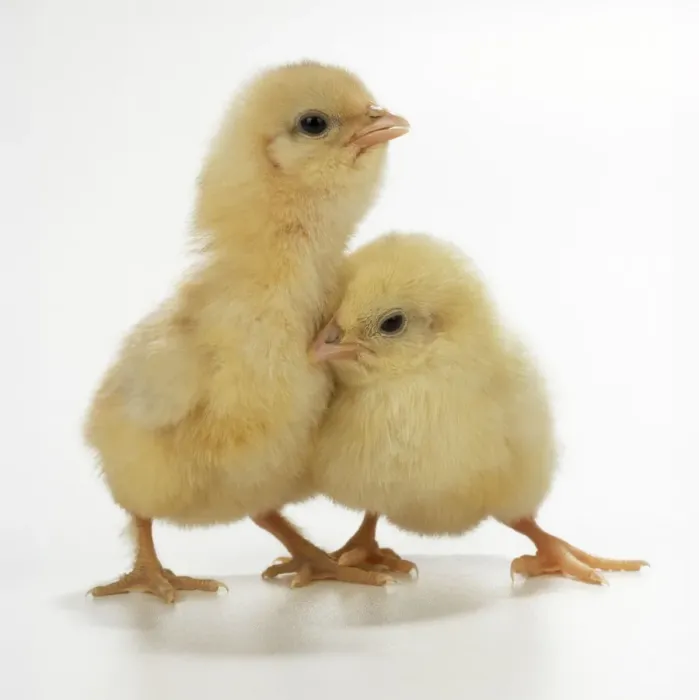 Framed Print : Studio Photograph of Two Chicks Print Framed Print : Studio Photograph of Two Chicks Print