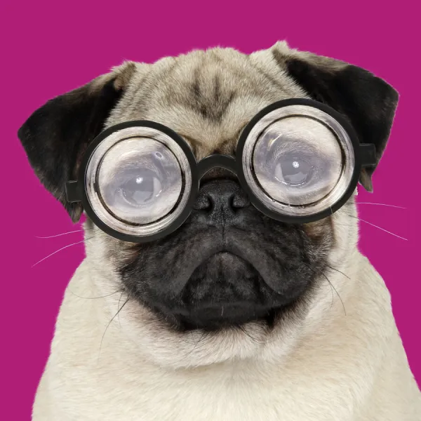 JD 19271. DOG Fawn pug wearing thick lens glasses Date