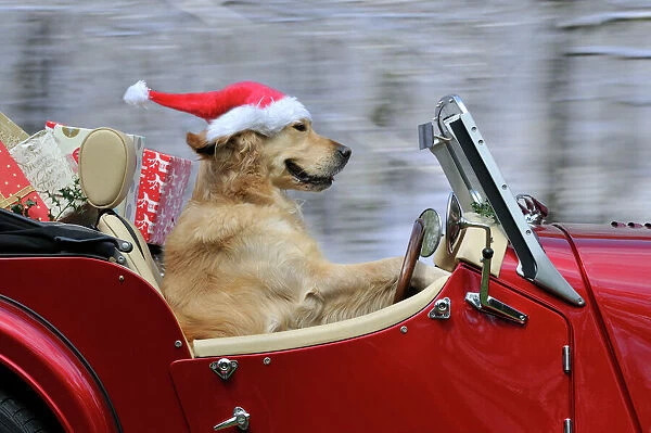 JD-21391-M Golden Retriever Dog - wearing Father Christmas hat driving a sports car