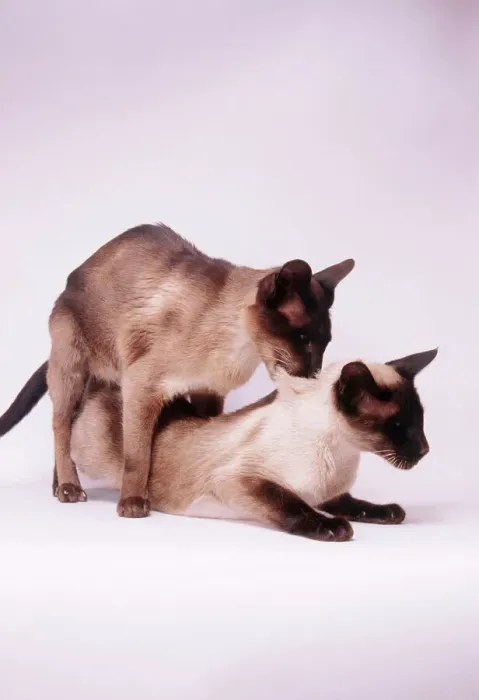 Framed Print : Siamese Cat Mating Print