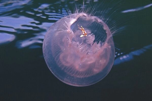 Jellyfish - Juvenile fish protected by its hosts stinging tenticals lives in bell of ocean swimming jellyfish Pacific Ocean