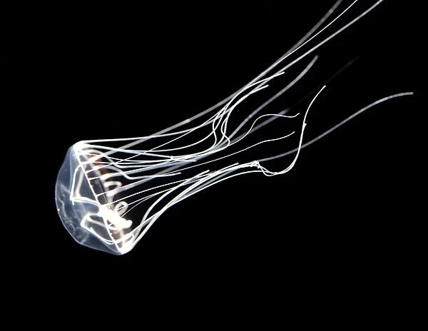 Jellyfish, north Pacific