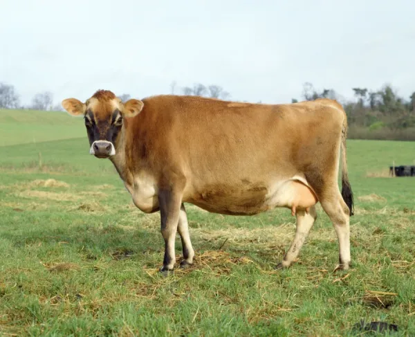 Jersey sales cow pictures