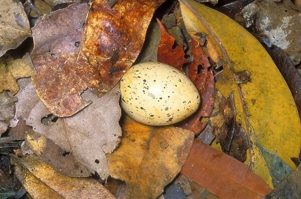 Kagu (Rhynochetos jubatus) Egg in nest on the ground, New Caledonia, endemic to rainforests of New Caledonia JPF51967