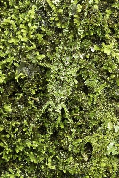 Katydid - camouflaged on moss + lichen Siquirres, Costa Rica