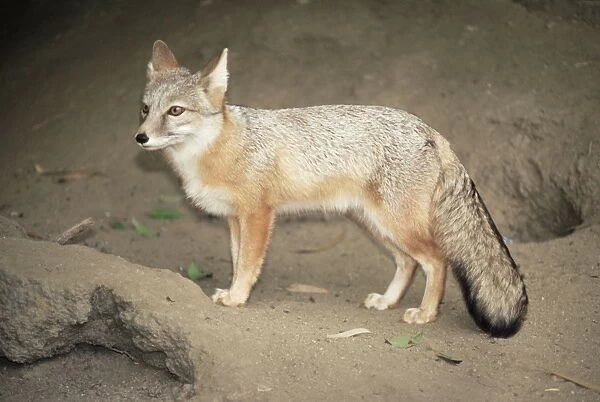 Kazakhstan Corsac Fox