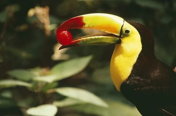 Keel Billed Toucan CAN 1800 Side view with frit in beak, South Mexico, USA. © John Cancalosi  /  ARDEA LONDON
