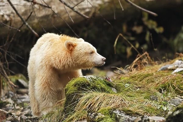 Kermode Bear  /  Spirit Bear - eating Sockeye Salmon. The Tsimshian of northern British Columbia believed that the Kermode bear, a black bear in a white coat, very rare, was lived in by a spirit of a terrible power Island Princess Royal