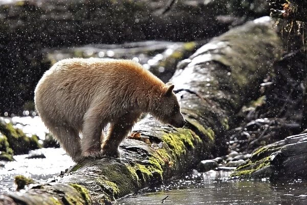 Kermode  /  Spirit Bear - hunting for Sockeye Salmon. The Tsimshian of northern British Columbia believed that the Kermode bear, a black bear in a white coat, very rare, was lived in by a spirit of a terrible power Island Princess Royal