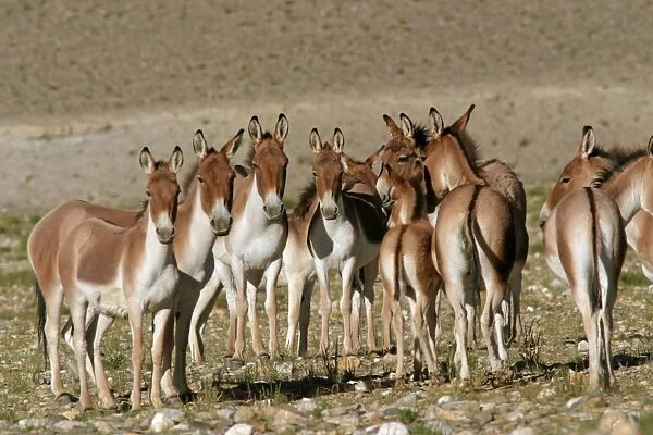 Kiang  /  Tibetan Wild Ass - female, yearling and foal group - Ladakh - India