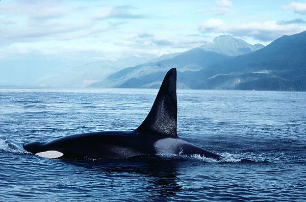 Killer Whale FG 2468 Orcinus orca © Francois Gohier ARDEA LONDON