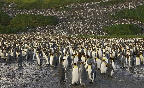 King Penguin colony. South Georgia - Salisbury Plain - Antarctica