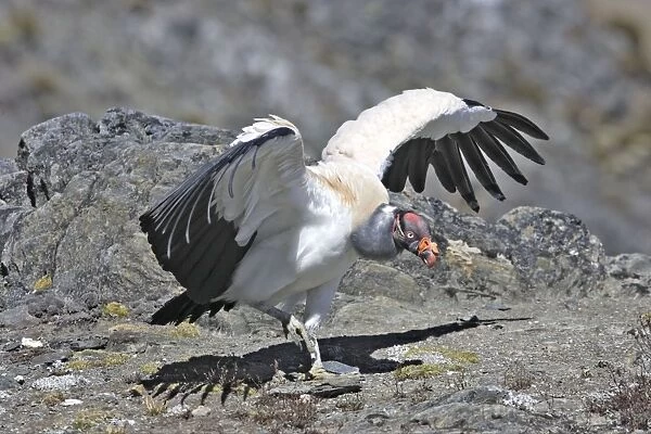 King Vulture. The Andes in Venezuela