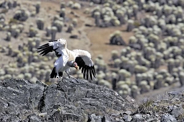 King Vulture - landing. The Andes - Merida - Pico De Aguila - Venezuela
