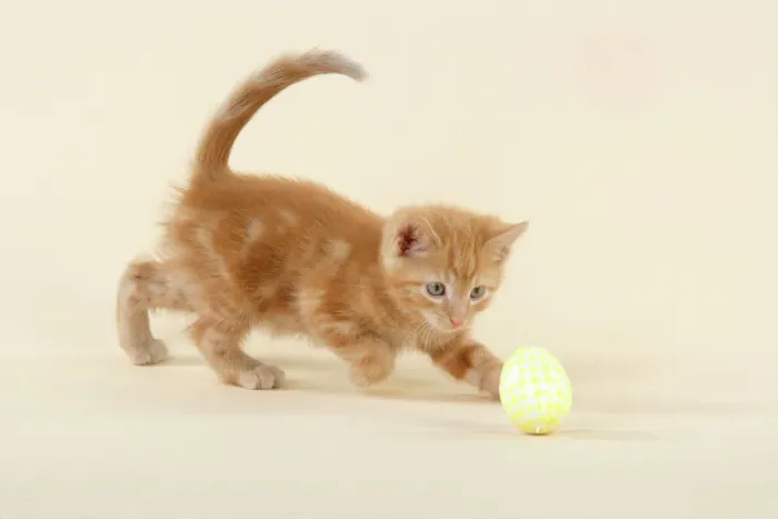 Framed Print : Ginger Kitten Playing with Decorative Egg Print Framed Print : Ginger Kitten Playing with Decorative Egg Print