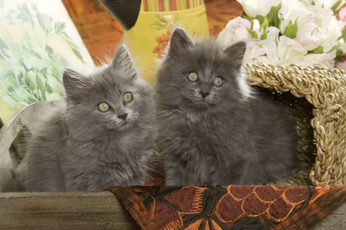 Framed Print : Grey Kitten Print Framed Print : Grey Kitten Print