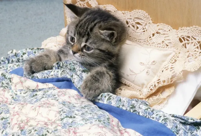Framed Print : Cat - Kitten in Bed Print Framed Print : Cat - Kitten in Bed Print