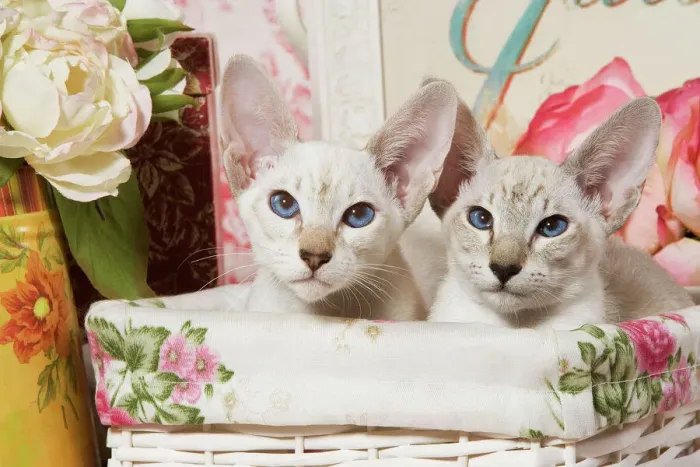 Framed Print : Siamese Cat Kittens Print Framed Print : Siamese Cat Kittens Print