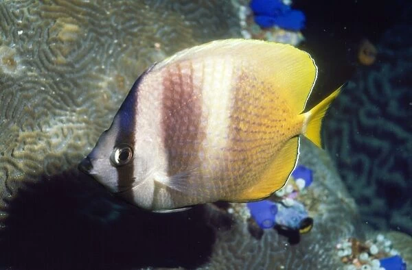 Klein's Butterfly Fish Indo Pacific