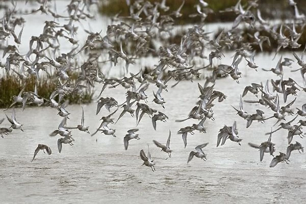 Knot - mass flock taking off from tidal marsh in Winter plumage - The Wash - Norfolk - UK