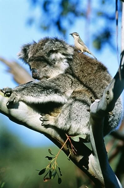 Koala - with Brown-headed Honeyeater (Melithreptus brevirostris) plucking fur for its nest. Kangaroo Island, South Australia