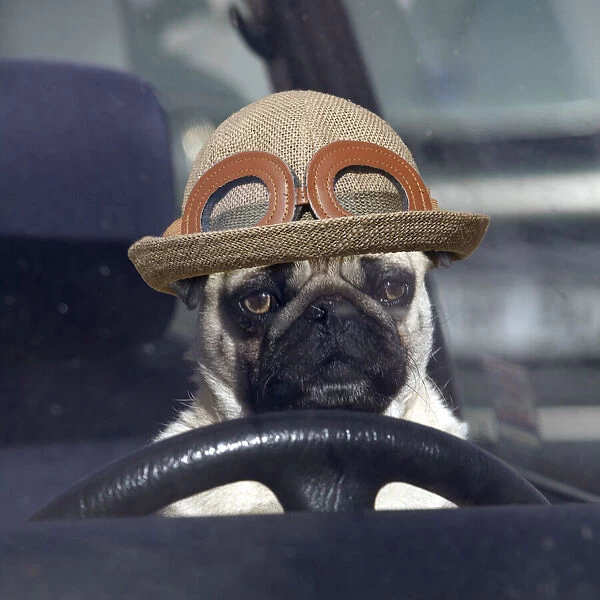 LA-1331. DOG - pug sitting behind wheel of car with hat Date: 07-Oct-04