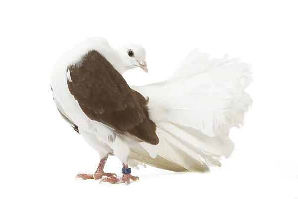 LA-4708 Fantail Pigeon