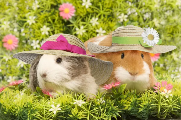 LA-5765. Guinea Pig, two wearing straw hats with flowers Date: 29-May-09