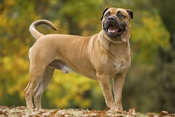 Perro de Presa Mallorquin  - Top 25 Most Dangerous Dogs in the World