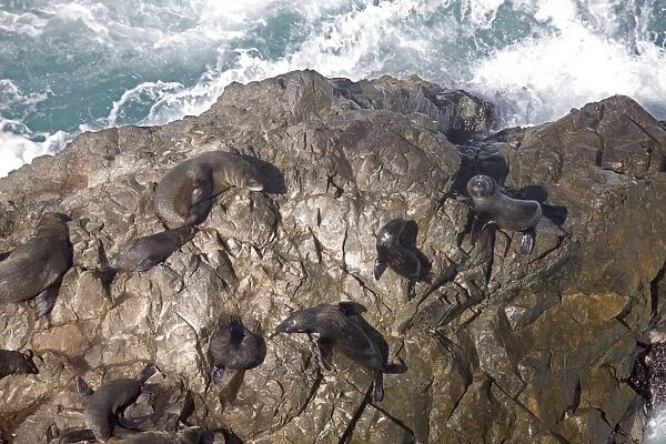 LA-6464 South American Fur Seal - resting on rocks