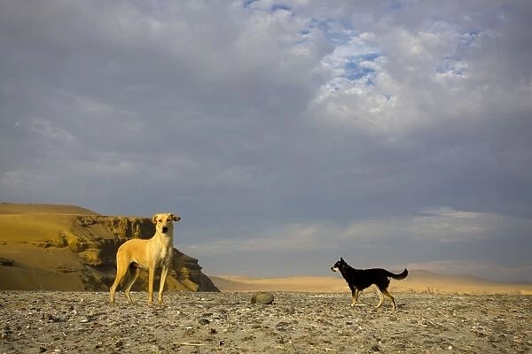 LA-6468 Dogs. LA-6468. Dogs. Paracas National Reserve - Peru