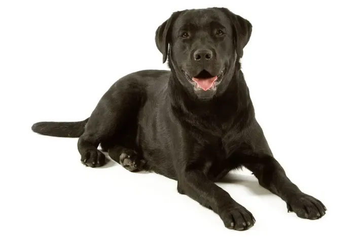 Framed Print : Labrador - black Print Framed Print : Labrador - black Print