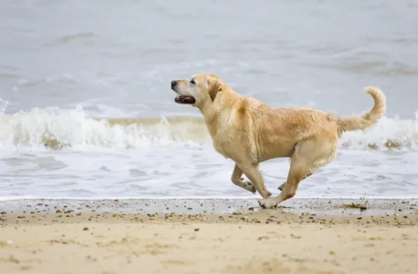 Labrador Dog Running on beach Waxham Beach Norfolk UK