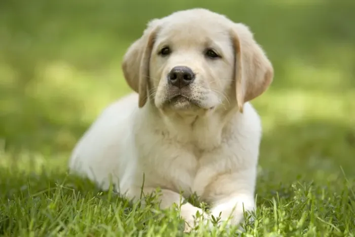 Framed Print : Labrador Puppy Print by Ardea Framed Print : Labrador Puppy Print by Ardea