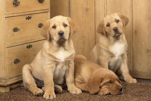 Labrador Retriever Dog - puppies