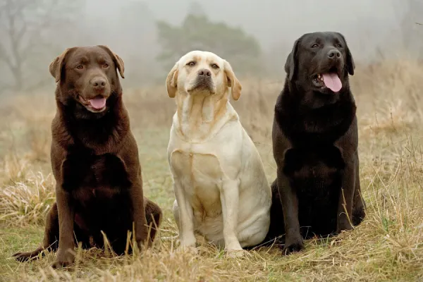 Labrador - Yellow, black and chocolate