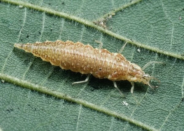Lacewing Larva UK