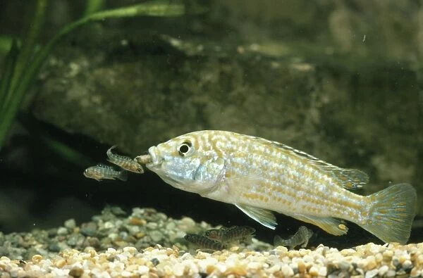 Lake Malawi Fish - and Fry Cichlid - A mouth brooding Cichlid