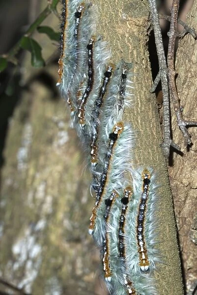 Lappet  /  Eggar moth caterpillars congregating on branch whilst moulting. Grahamstown, Eastern Cape, South Africa