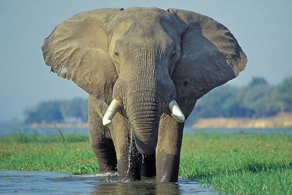 Large African Elephant. Bull feeding along the edge of