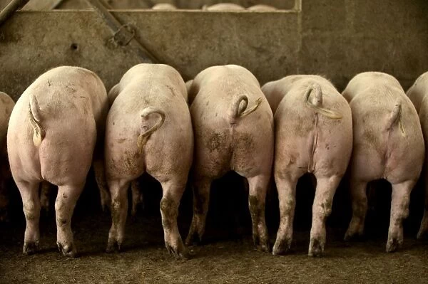 Large White Pig – Rear view - Lined up in pen