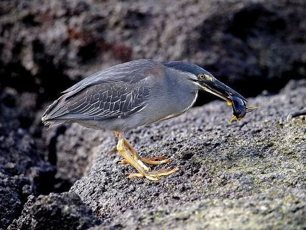 Lava  /  Galapagos Heron - with fish in beak - Galapagos - Ecuador