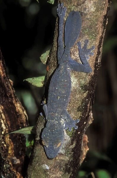 Leaf-tailed Gecko Endemic, Nosy Mangabe, Madagascar