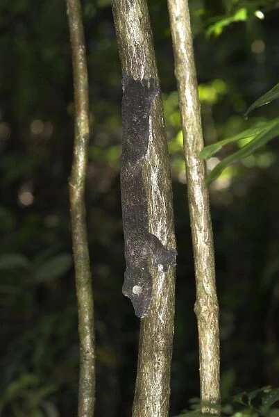 Leaf-tailed gecko - On tree. Nosy Mangabe, Madagascar