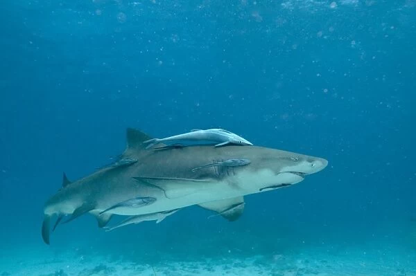 Lemon Shark - female is about to pup - the remoras are waiting to feed on the after birth - Bahamas